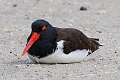 368: Oystercatcher - American M1