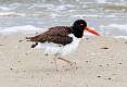 372: Oystercatcher - American M5