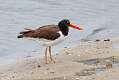 235: Oystercatcher - American M9