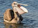 212: Pelican - Brown-1