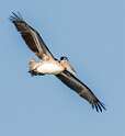 213: Pelican - Brown-2