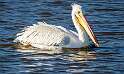 214: Pelican - White-1