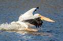 216: Pelican - White-4