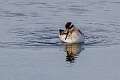 245: Phalarope - Red-necked M1