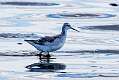 247: Phalarope - Wilson's M2