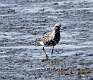 252: Plover - Black-bellied M2