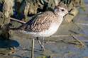217: Plover - Black-bellied-1