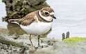 218: Plover - Semipalmated-1