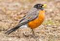 220: Robin - American-1
