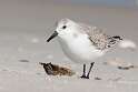 221: Sanderling M2