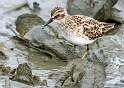 222: Sandpiper - Least-1