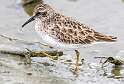 223: Sandpiper - Least-2