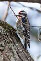 224: Sapsucker - Yellow-bellied M2 male