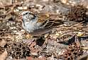 225: Sparrow - Chipping-1