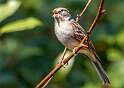 226: Sparrow - Chipping-2