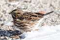 227: Sparrow - Savannah M1