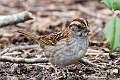 423: Sparrow - Savannah M2