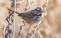 229: Sparrow - Song-1