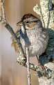 230: Sparrow - Song-2