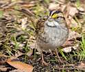 231: Sparrow - White-throat-2