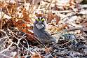 232: Sparrow - White-throated M4