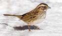 233: Sparrow - White-throated-1