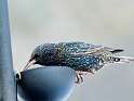 234: Starling - European-1