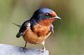 443: Swallow - Barn M1