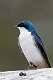 448: Swallow - Tree M2