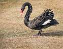235: Swan - Black-1
