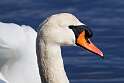 236: Swan - Mute M1