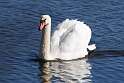 237: Swan - Mute M3