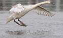 238: Swan - Mute-2