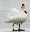 239: Swan - Mute-3