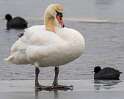 240: Swan - Mute-4
