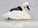 241: Swan - Trumpeter-1