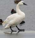 242: Swan - Trumpeter-2