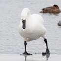 243: Swan - Tundra M1
