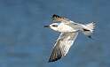 245: Tern - Fosters-1