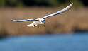 246: Tern - Fosters-2