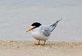 478: Tern - Least M2