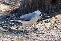 249: Titmouse - Tufted M3