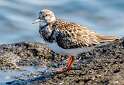 251: Turnstone - Ruddy-1
