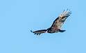 253: Vulture - Turkey-1