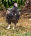 254: Vulture - Turkey-2