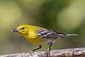 258: Warbler – Pine-2