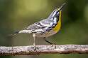 259: Warbler – Yellow-throated-1