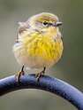 255: Warbler - Pine-1