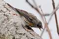 515: Warbler - Yellow-rumped M1