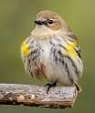 257: Warbler - Yellow-rumped-2
